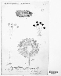 Aspergillus glaucus image